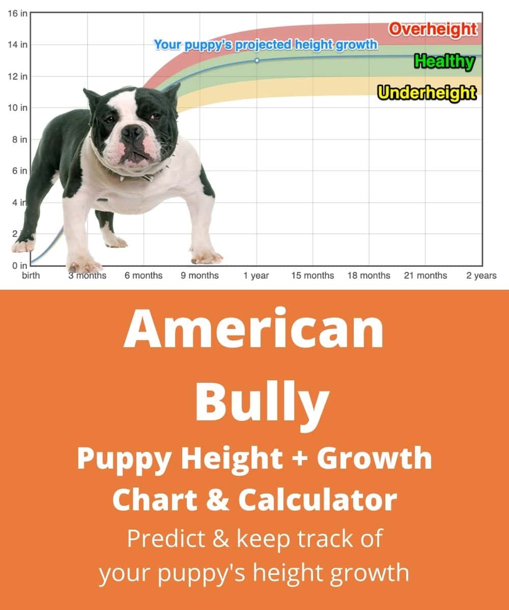 American Bully Height+Growth Chart How Tall Will My American Bully